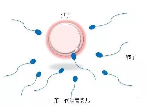 高龄代怀服务微信群